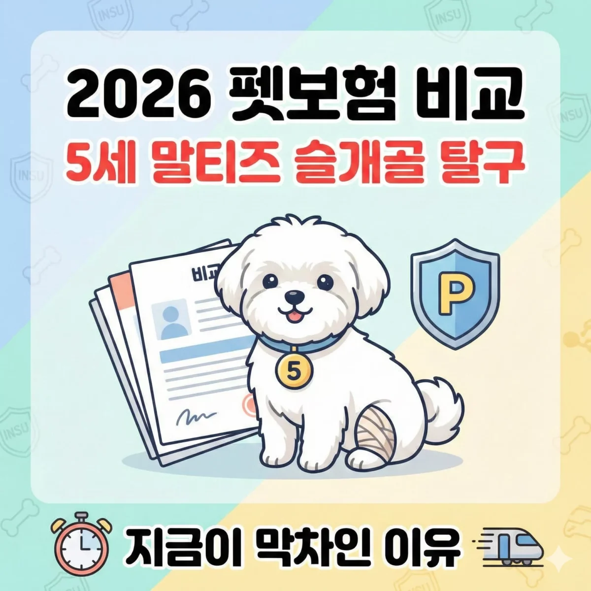2026 펫보험 비교 5세 말티즈 슬개골 탈구, 지금이 막차인 이유 썸네일