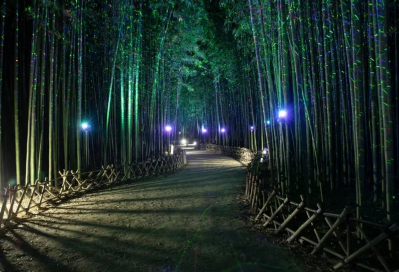 태화강 십리대숲 은하수길의 반짝이는 조명